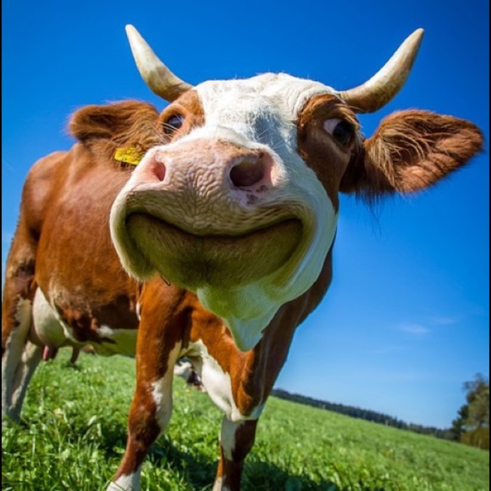 Meet your Posher, Lucas